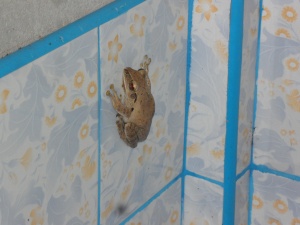 the frog who lives in our bathroom...and more often than not in our toilet seat, watch out;-)