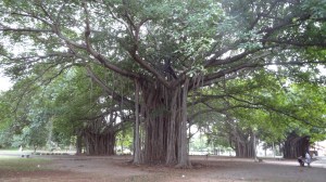 Arbres du parc de la paix (ou de l'amour)