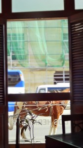 calêche devant dos hermanos