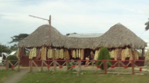 ici on vend des oignons