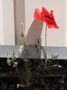 10355434_10152066738682385_1908311975153314250_o