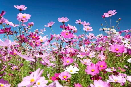 cosmos-flowers-neil-overy