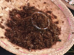ants, a Shan source of proteins