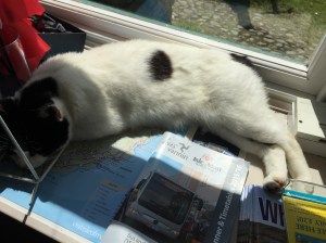 Chat de Manx...Pas de queue...comment fait-il pour exiger sa pitance?