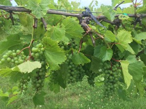 yes Quebec produces wine...and organic at that!