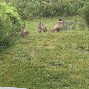 my only visible neighbours in my GM cottage ;-)