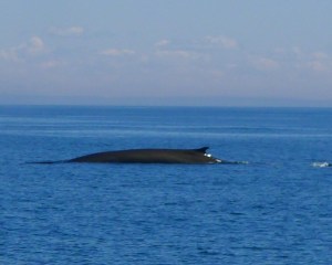 Beautiful finback whale. I saw many but this is one of my only clichés!