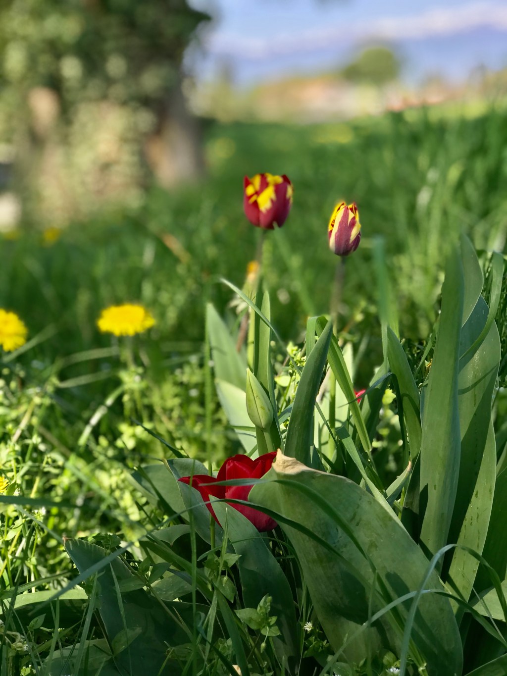 Chroniques Covid Chronicles Day&nbsp;31